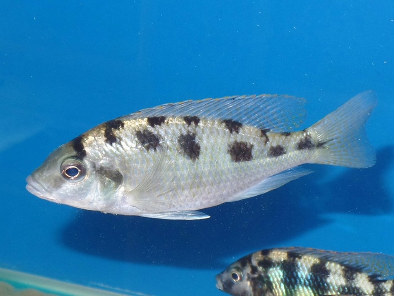 Mylochromis mola